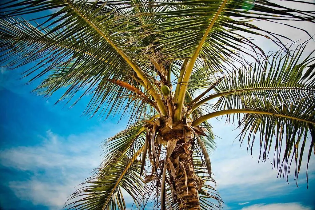 A1-Cozy 1 Bed-Fast Wifi, Walk To Markets, Eateries Apartment San Juan 0*,  Puerto Rico